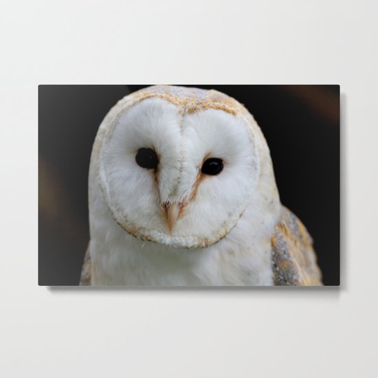 Barn Owl Metal Print