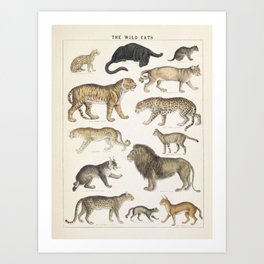 Wild Cats Vintage Illustration Art Print