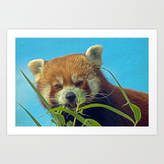 RED PANDA LOVE Art Print