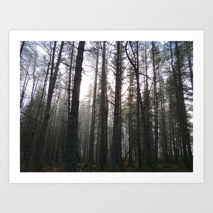 Scottish Highland's Pine Forest Misty Scene in Afterglow  Art Print