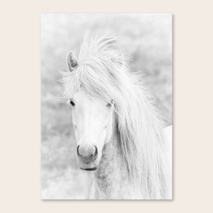 Wild Free White Horse Animal Wall Art Horse Wall Art Horse Photography Canvas Print By Taiprints