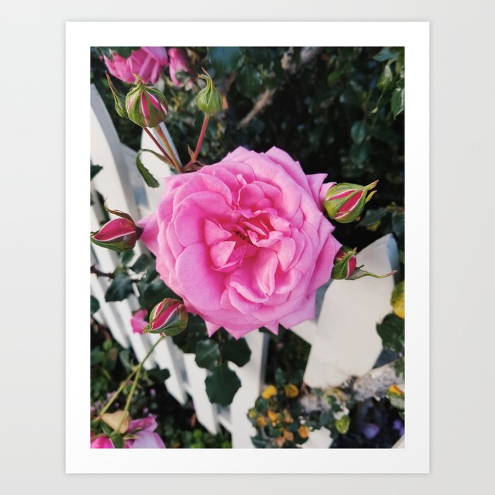 Roses along a white picket fence Art Print