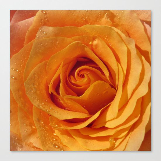 Gold Rose Bud- Orange Roses and flowers Canvas Print