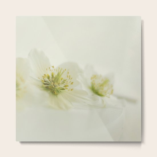 Orchid Metal Print