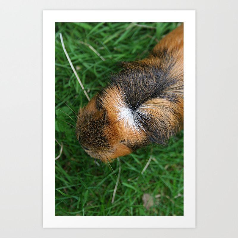 american crested guinea pig