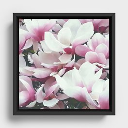 Magnificent Pink Magnolia Blossom  Framed Canvas
