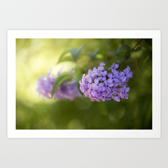 Lilac syringa in LOVE - Spring Tree Flower photography Art Print