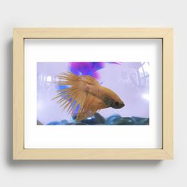 Betta Fish Recessed Framed Print