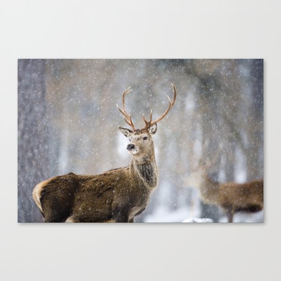 Red Deer in Snowfall Canvas Print by Don Hooper | Society6