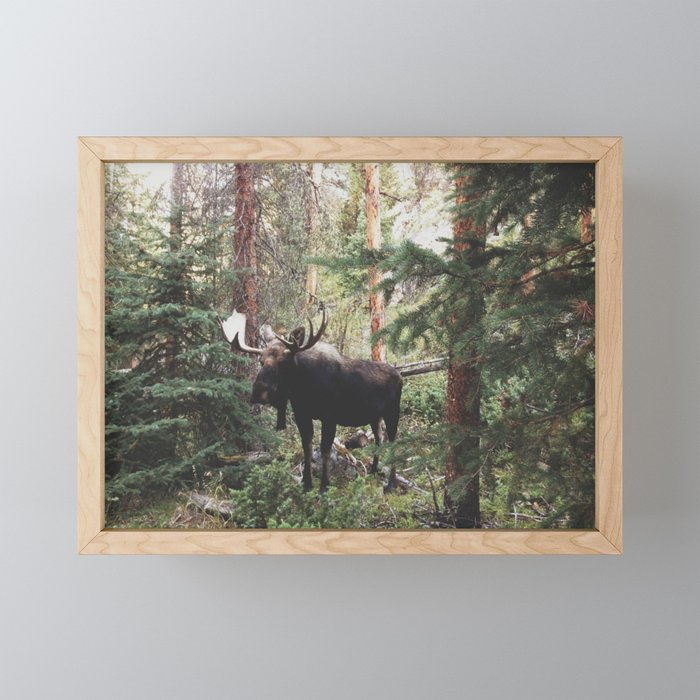 The Modest Moose Framed Mini Art Print
