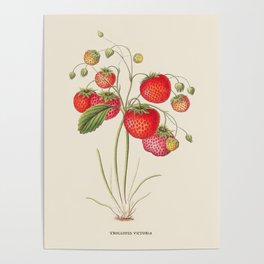 Strawberry Antique Botanical Illustration Poster