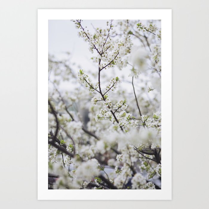 Cherry Blossom Art Print by Jovana Rikalo Society6