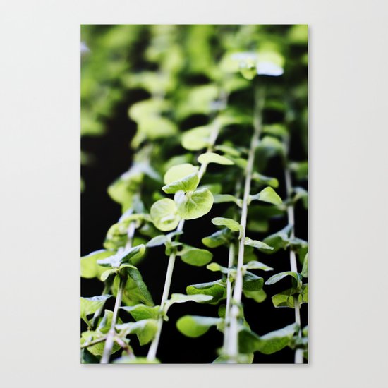 So Cute Canvas Print