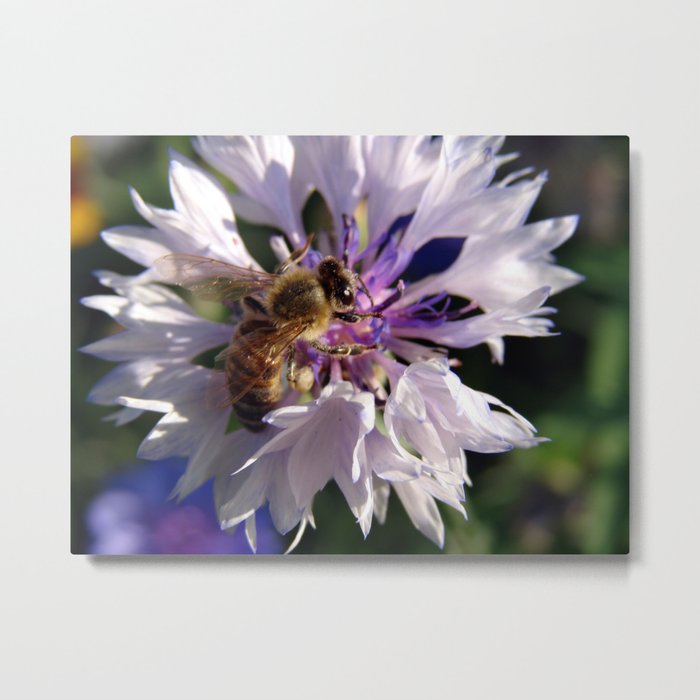 Bee and Flower Metal Print