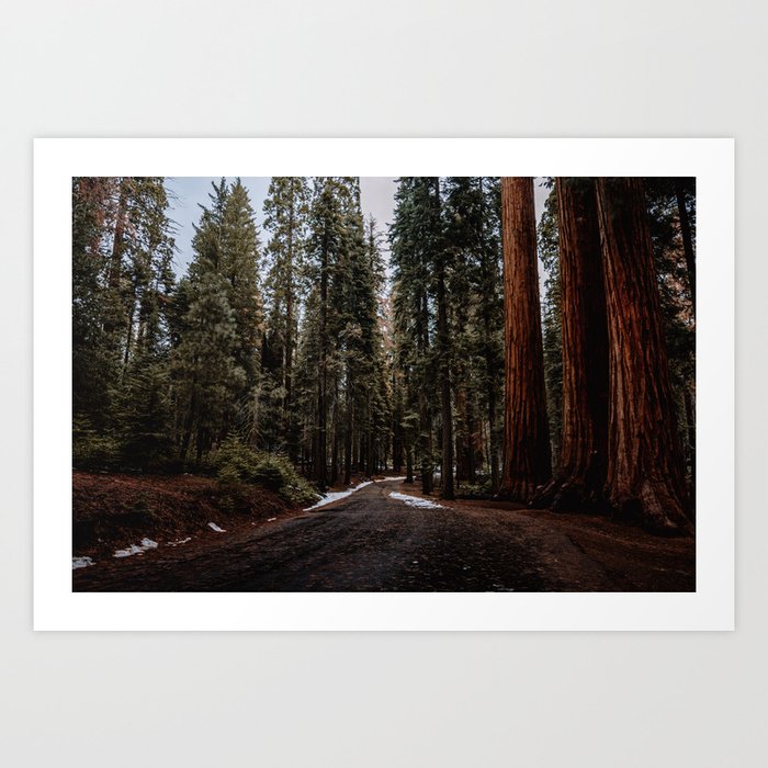 Walking Sequoia 3 Art Print