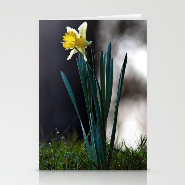 daffodil Stationery Cards