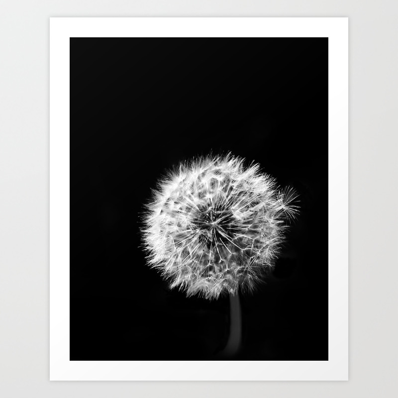 Black And White Dandelion Art Print By Brookeryanphotography
