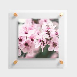 Cherry Blossom Close Up Floating Acrylic Print