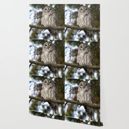Barred owl Wallpaper
