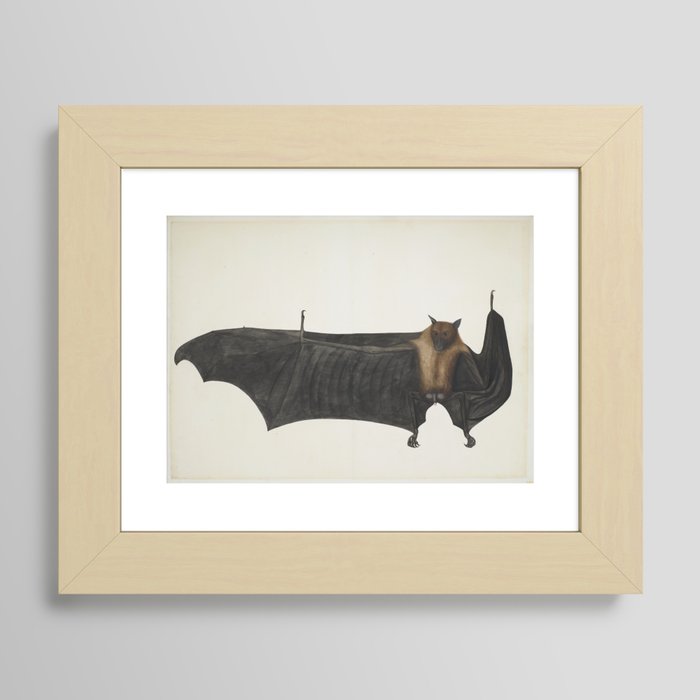 Framed Print Vintage Victorian Bat Illustrations Antique Animal Picture Bats