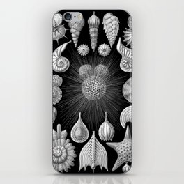 Sea Shells and Starfish (Thalamophora) by Ernst Haeckel iPhone Skin