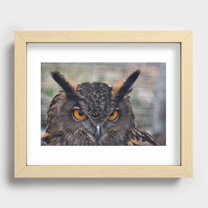 Great Horned Owl Recessed Framed Print