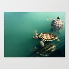 turtles Canvas Print