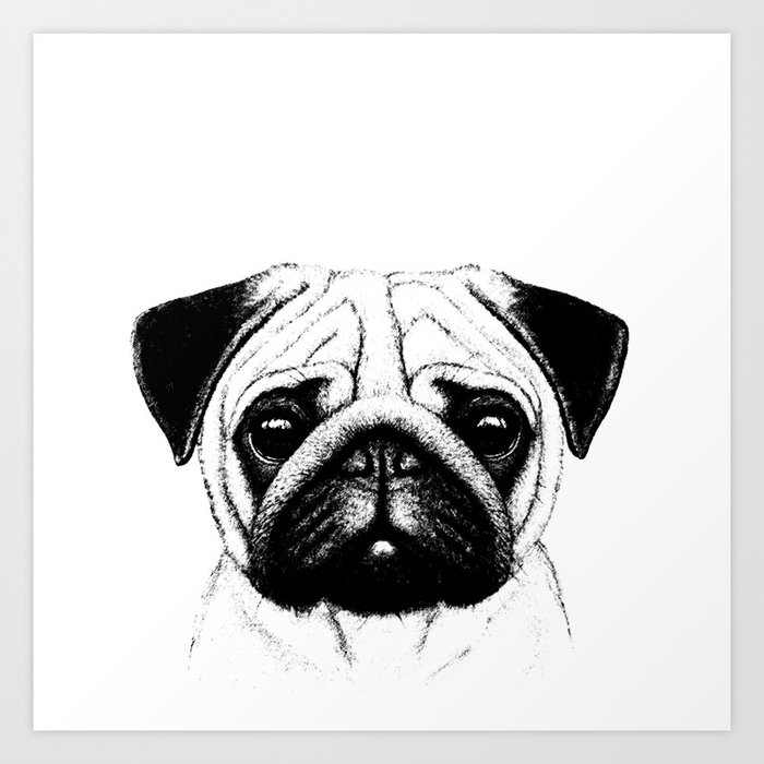 Black White Pug Pencil Sketch Art Print by ...