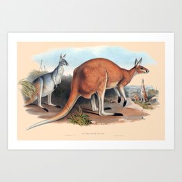 The Red Kangaroo Art Print