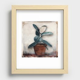 Ficus in terracotta pot Recessed Framed Print