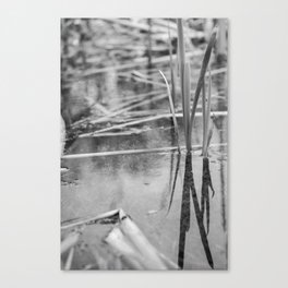 Reeds,reflection and release Canvas Print