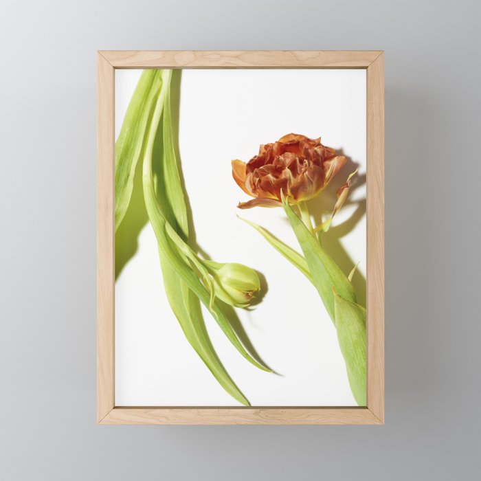 Bud & Bloom Framed Mini Art Print