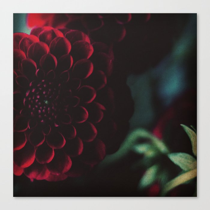 Red Dahlia flower photography Canvas Print