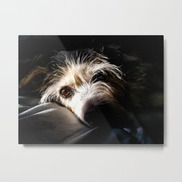 Jack Jack  Metal Print | White, Adoption, Brother, Terrier, Digital, Relaxing, Happy, Cute, Animal, Pet 