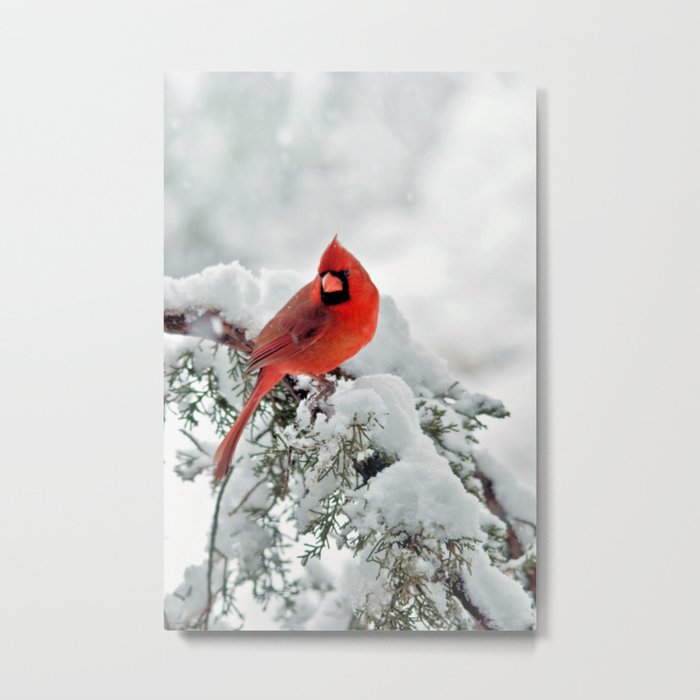 Cardinal on a Snowy Branch Metal Print