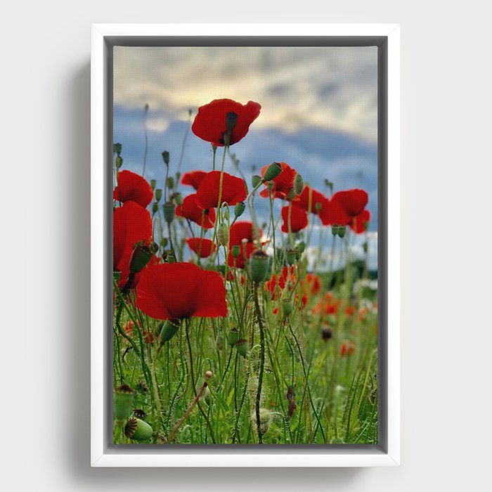 Poppies Detail Photo Framed Canvas