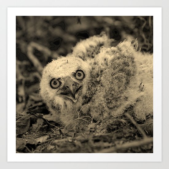 Vintage Owl Prints 91