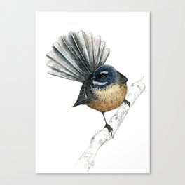 Mr Pīwakawaka, New Zealand native bird fantail Canvas Print