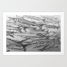 Barracuda Shoal Fish 210928-0A0A8978 Art Print