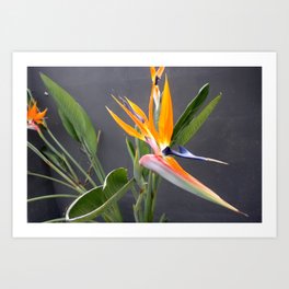 Multicolored Bird Of Paradise Flower Photograph Art Print | Multicoloredflower, Bloom, Photo, Birdofparadise, Jungle, Color, Floral, Craneflower, Strelitziareginae, Exoticplant 