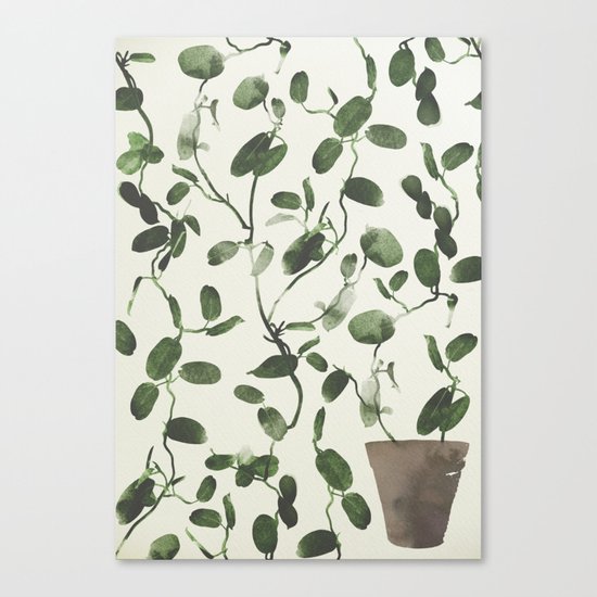 Hoya Carnosa / Porcelainflower Canvas Print