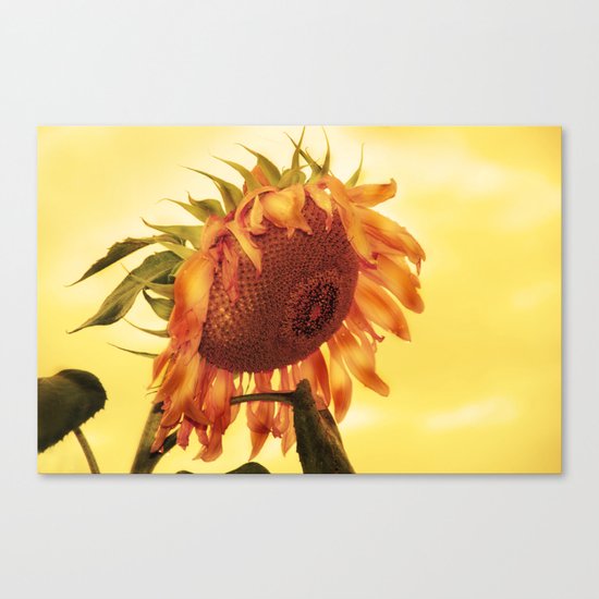 Flower Canvas Print