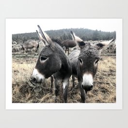 Wild Donkey Duo at Sunrise Art Print