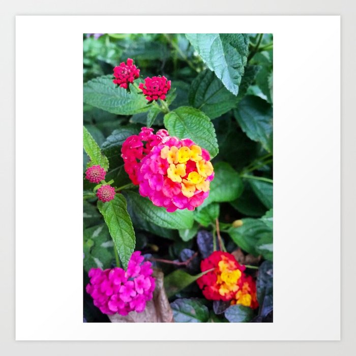 Floral - Nature - Pretty - High Quality Art Print