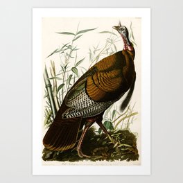 Wild Turkey, Birds of America by John James Audubon Art Print