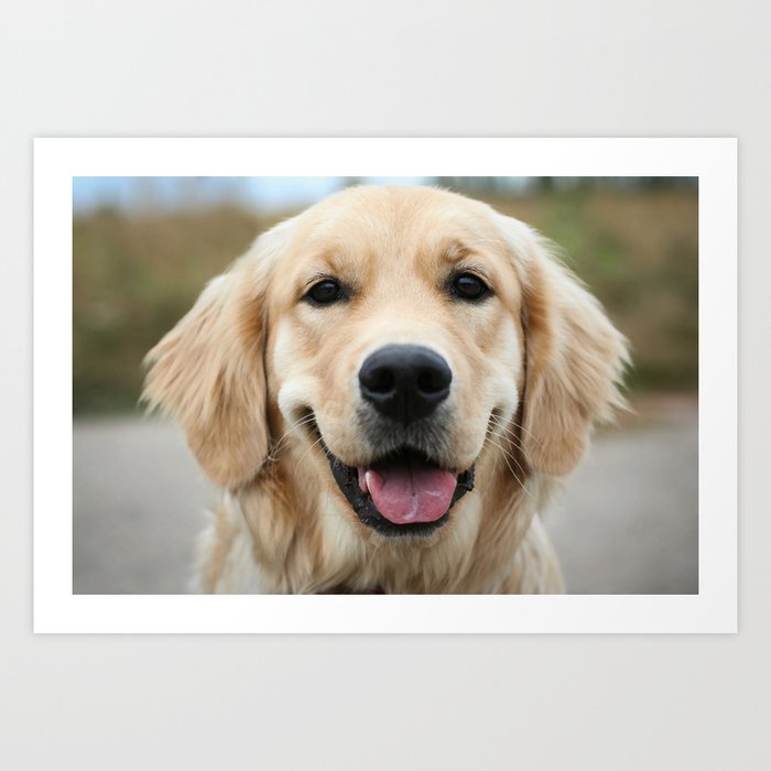 Golden retriever store on sale