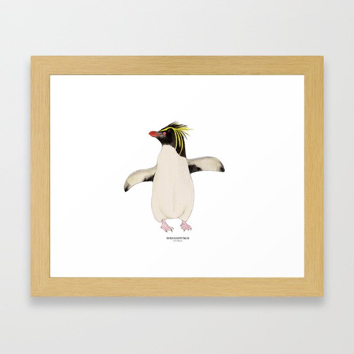Northern Rockhopper Penguin (eudyptes moseleyi) Framed Art Print