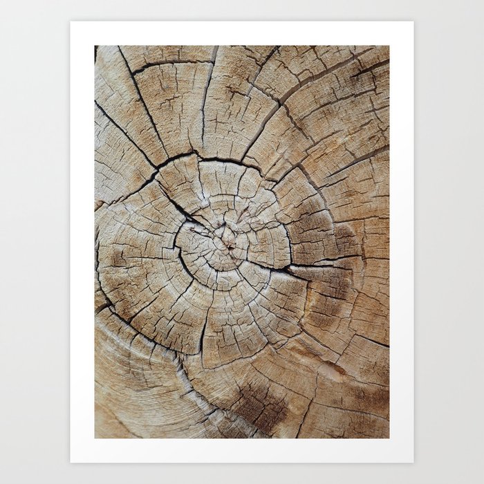 Tree rings of time Art Print