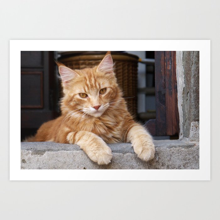 Cat in door Pisa, Italy - Vacation cats - Summer Travel photography Art Print