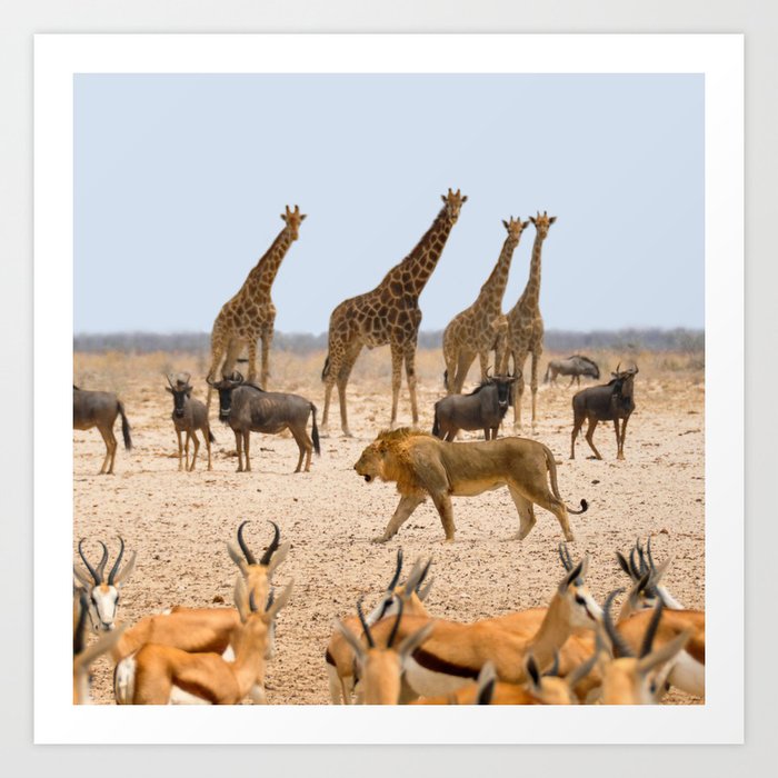 South Africa Photography - Plenty Of Wild Life At The Savannah Art Print